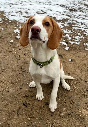 Jace, Beagle / Terrier, young, available for adoption