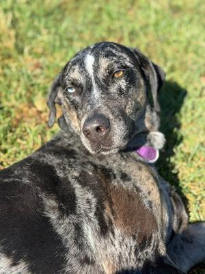 Bjork, Catahoula Leopard Dog, adult, available for adoption