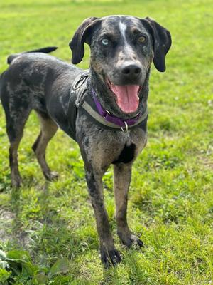 Bjork, Catahoula Leopard Dog, adult, available for adoption
