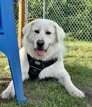 Clark, Great Pyrenees / Terrier, adult, available for adoption