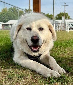 Clark, Great Pyrenees / Terrier, adult, available for adoption