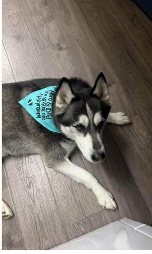 Leo, Siberian Husky, senior, available for adoption
