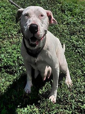 DALIAH, American Staffordshire Terrier, adult, available for adoption