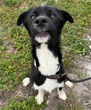 FINN, Border Collie, young, available for adoption