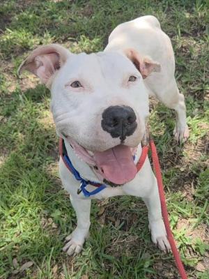 A white dog with a black nose and floppy ears standing on grass, wearing a blue collar and red leash.