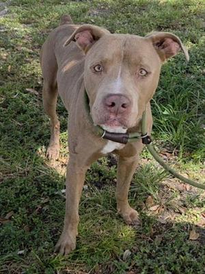 A brown dog with a white muzzle and chest, wearing a green collar, standing on grass.