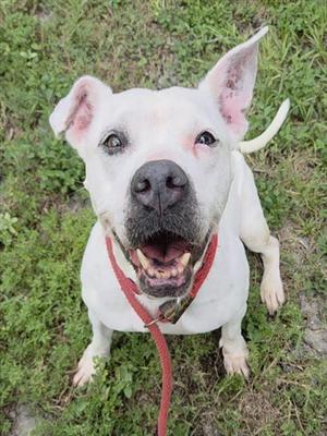 CLAIRO, American Staffordshire Terrier, adult, available for adoption