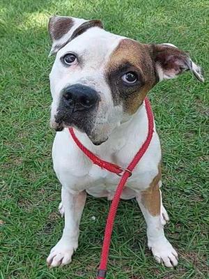 DROOPY, American Bulldog, adult, available for adoption