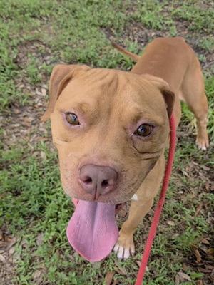 A brown dog with its tongue out, standing on grass.