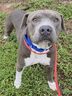 BEAR, Pit Bull Terrier, adult, available for adoption
