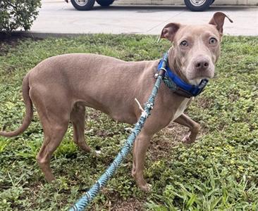 *SHAYNA, American Staffordshire Terrier, adult, available for adoption