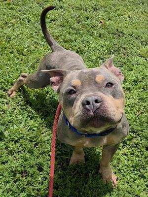 BROWDY, Staffordshire Bull Terrier, adult, available for adoption