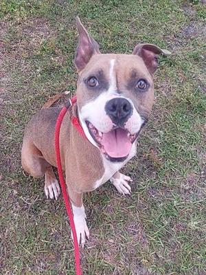 FRANZ FERDINAND, American Staffordshire Terrier, adult, available for adoption