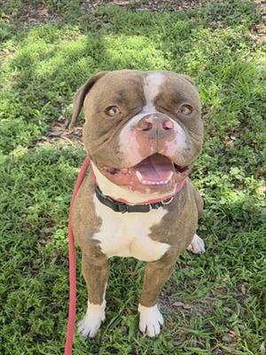 A brown and white pit bull dog with a red leash, standing on grass and looking up with its mouth open.