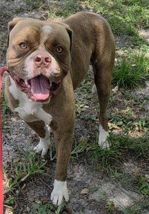 BRYSON, Bulldog, adult, available for adoption