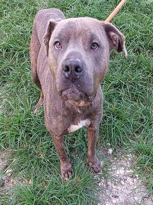 CELESTE, American Staffordshire Terrier, adult, available for adoption