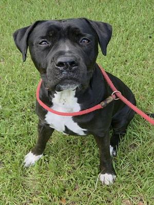 BELLA B, Cane Corso Mastiff, adult, available for adoption