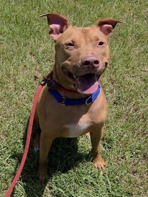 CHILI, American Staffordshire Terrier, adult, available for adoption
