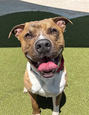 BOYNTON, American Staffordshire Terrier / Boxer, adult, available for adoption