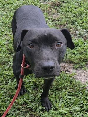 DALTON, American Staffordshire Terrier, adult, available for adoption