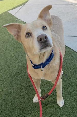 *GRACE, Labrador Retriever, adult, available for adoption