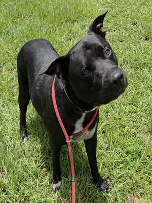 AMOR, American Staffordshire Terrier, adult, available for adoption