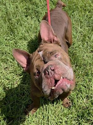 BIG BOY, American Staffordshire Terrier, adult, available for adoption