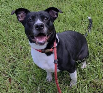 A black and white dog with a red leash standing on grass