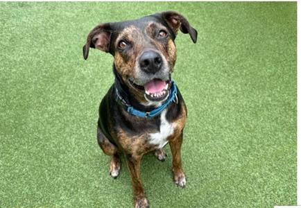 CIARA, German Shorthaired Pointer, senior, available for adoption