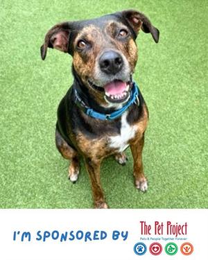 CIARA, German Shorthaired Pointer, senior, available for adoption