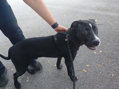 *WOOFER, American Staffordshire Terrier, young, available for adoption