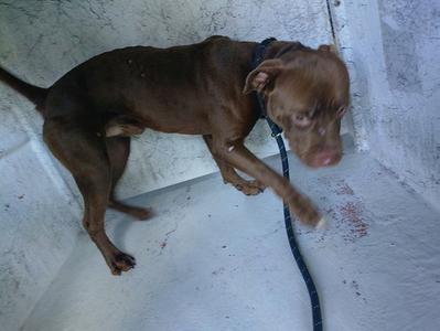 *BOWSER, American Staffordshire Terrier, adult, available for adoption