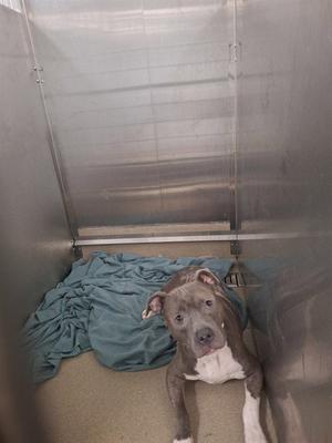 A gray and white dog lying on a blue blanket inside a metal enclosure.