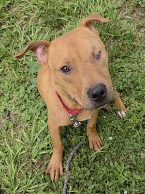 BONO, American Staffordshire Terrier, adult, available for adoption