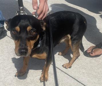 BROWNIE, Dachshund, adult, available for adoption