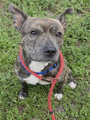 CALZONE, American Staffordshire Terrier, adult, available for adoption