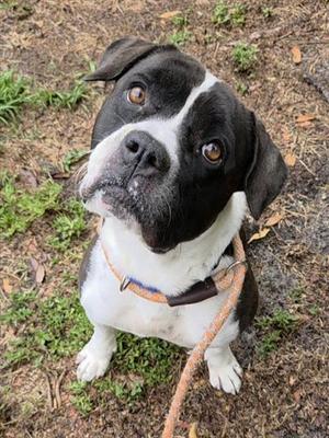 BRANDON, American Staffordshire Terrier, adult, available for adoption