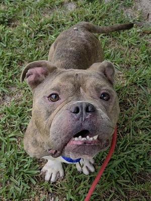 BAYLOR, American Staffordshire Terrier, adult, available for adoption