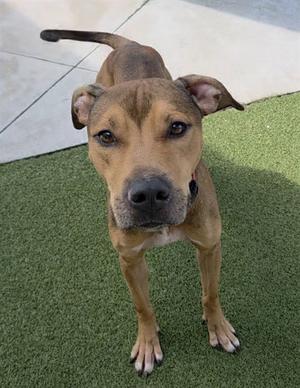A brown dog standing on green artificial grass, looking directly at the camera with its ears perked up.