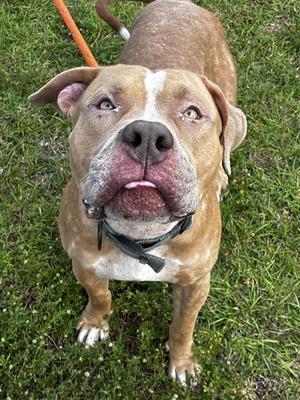CHARMING, American Bulldog, adult, available for adoption