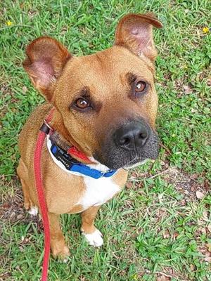 CANELA, American Staffordshire Terrier, adult, available for adoption