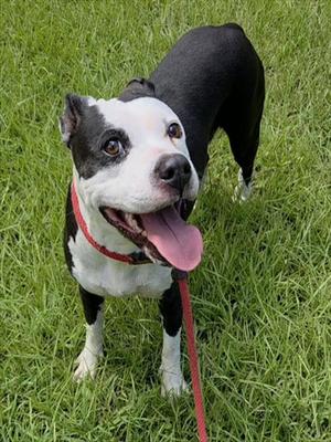 GILLIAN, American Staffordshire Terrier, adult, available for adoption