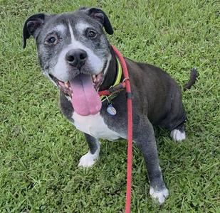 A black and white dog with a red collar and leash, sitting on grass and panting with its tongue out.