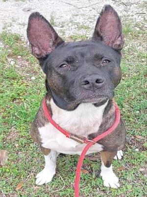 ALEXIS, Akita, senior, available for adoption