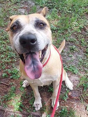 DANIA, American Staffordshire Terrier, senior, available for adoption