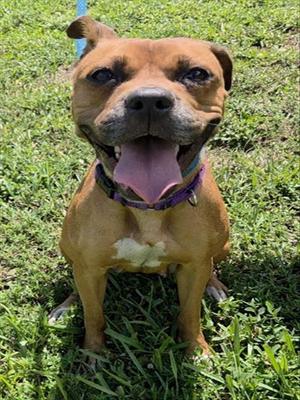 *SERENITY, Boxer, adult, available for adoption