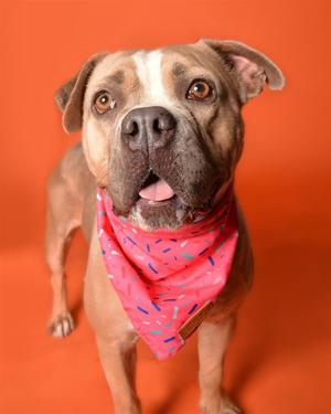 CHIFFON, American Staffordshire Terrier, adult, available for adoption