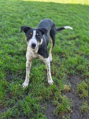 A black and white dog standing on a grassy field, looking directly at the camera.