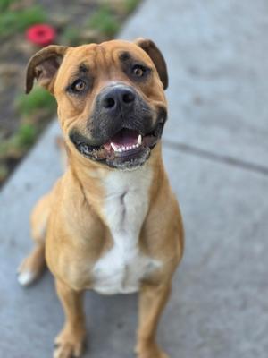 A happy brown dog with a white chest sitting on a sidewalk.