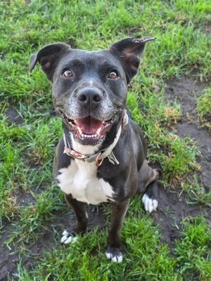 Rose Marie, Pit Bull Terrier, adult, available for adoption